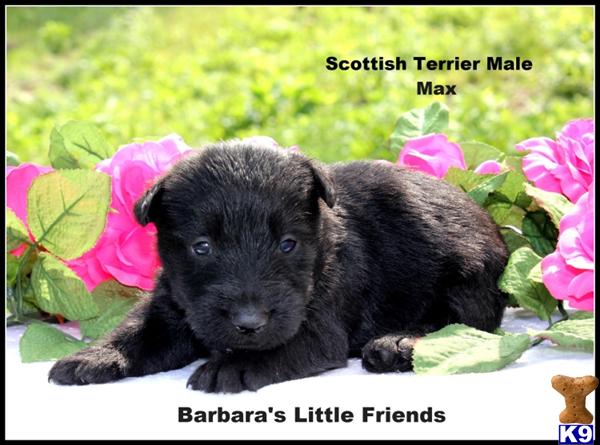 Puppies in Scottsville